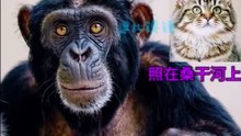 搞笑動物系列第239集-猩猩辅导孩子作业大爷和我的保姆2