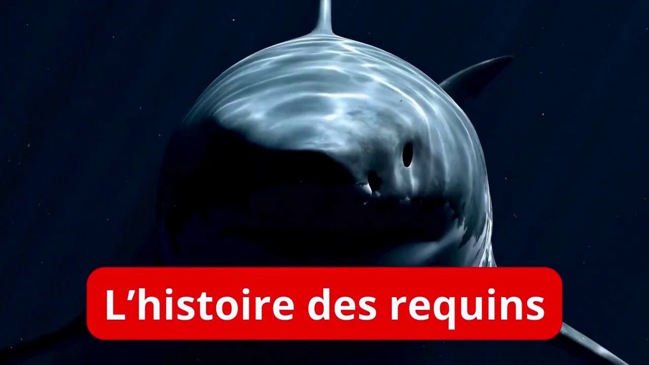 Les origines des requins🦈 (évolution, mégalodon requins actuels, aspects environnementaux...) (1)