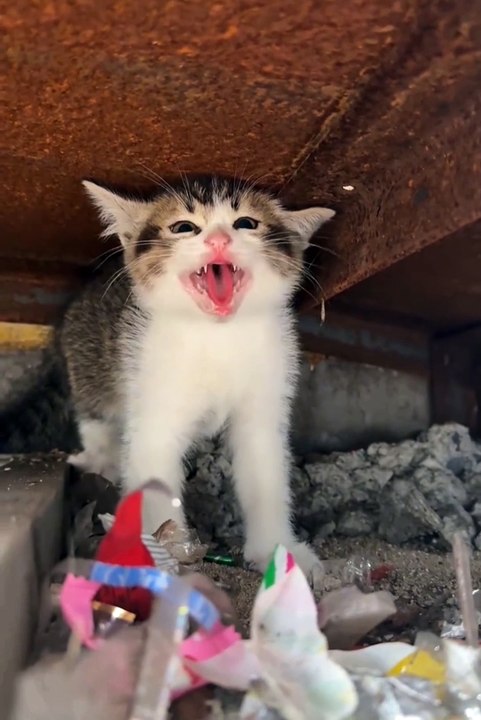 Cute animals | funniest pets | cute dogs funny cats | cat | dog | pet |😂❤️😼