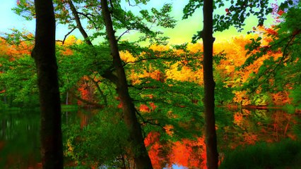 The Art of Autumn; Nature's Birdsong Symphony