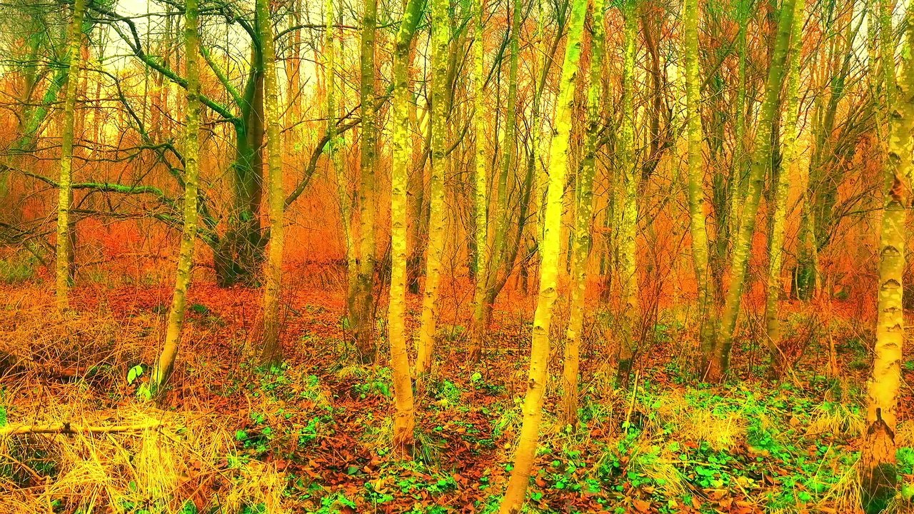 Hidden Symphonies of Nature; Birds Singing in a Remote Paradise