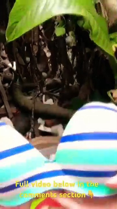 Drying Bras and Panties Collections