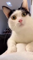 Can someone tell me what's going on with this cat?🤣😍😍