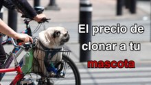El precio de clonar a tu mascota
