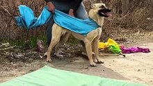 Dog's highest flip