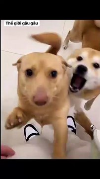 Little three, little four, little five, little six... fighting for affection