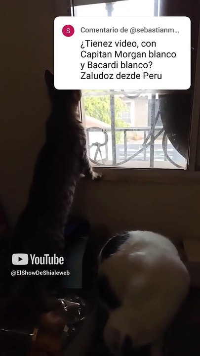 El gato pernanca toma en cuenta todos los comentarios de los suscriptores y los responde #shorts