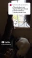 El gato pernanca toma en cuenta todos los comentarios de los suscriptores y los responde #shorts