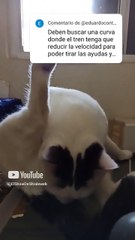 la limpieza es importante para el gato pernanca #shorts respondiendo los mensajes de suscriptores