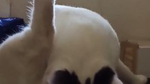 la limpieza es importante para el gato pernanca #shorts respondiendo los mensajes de suscriptores