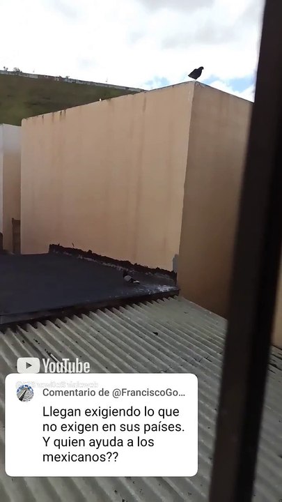 Seres alados llegan a el techo de la casa del vecino #shorts #animales y #mascotas palomas aves