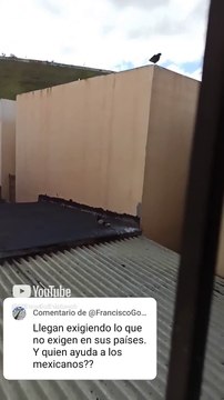 Seres alados llegan a el techo de la casa del vecino #shorts #animales y #mascotas palomas aves