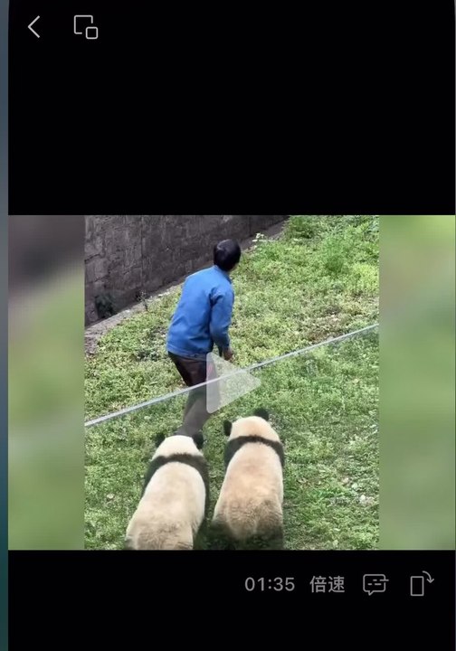 Funny two-animals sync-act exactly the same
