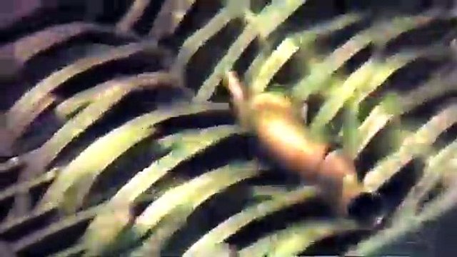 Metals Shredding_ Copper Fittings (D)