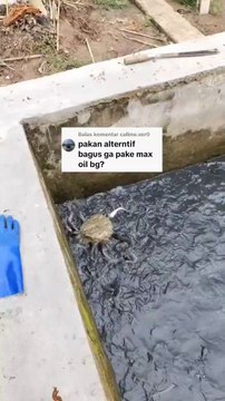 Cara bibis MAXOIL ke pakan alternatif agar ikan lele lebih cepat besar