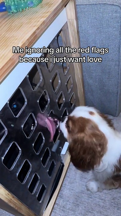 ##foryoupage #foryoupage #foryoupage #viralvideo ##beligianshepherd #belgianmalinois #pupp #puppy #viralvideo #fyp