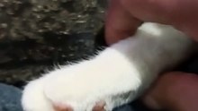 Con la pierna bien extendida el gato pernanca y el gatito chamacorron responden sus comentarios