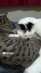 los gatitos descansando responden los comentarios de los suscriptores #shorts Gato pernanca