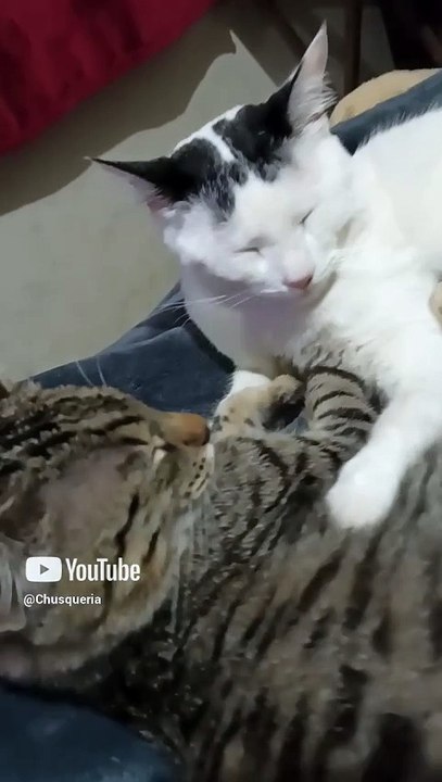 Son muy bonitos los gatitos pernanca y chamacorron ayudando a responder los comentarios #shorts