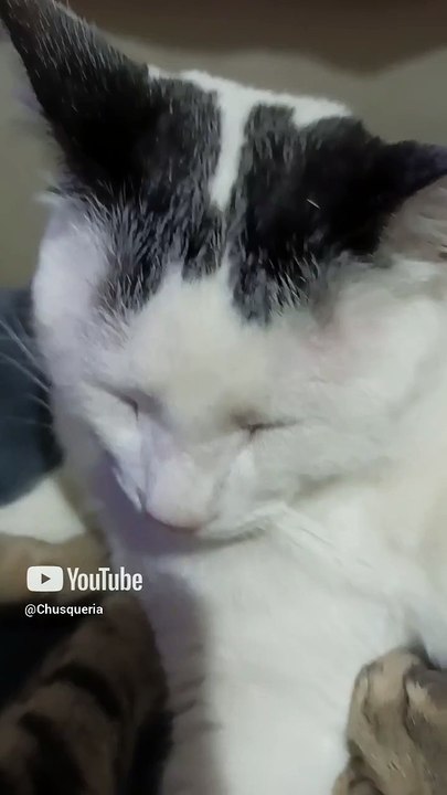 Respondiendo a los comentarios de los suscriptores gato pernanca y gatito chamacorron #shorts