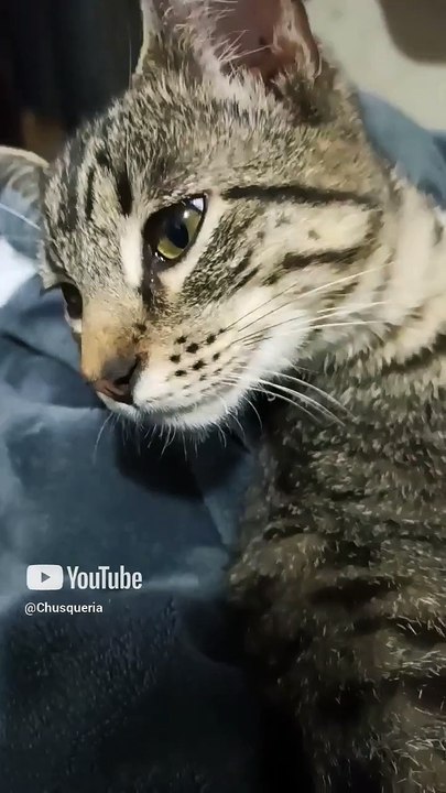 los gatos pernanca y el gatito chamacorron #shorts respondiendo a todos los comentarios de los subs