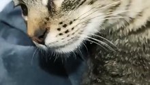 los gatos pernanca y el gatito chamacorron #shorts respondiendo a todos los comentarios de los subs