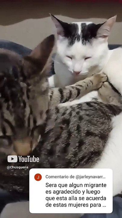 el gatito chamacorron y el gato pernanca respondiendo a los comentarios de los suscriptores #shorts