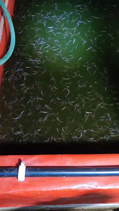 Adakah yang usaha pembibitan lele dengan omset 5jt/bulan atau lebih