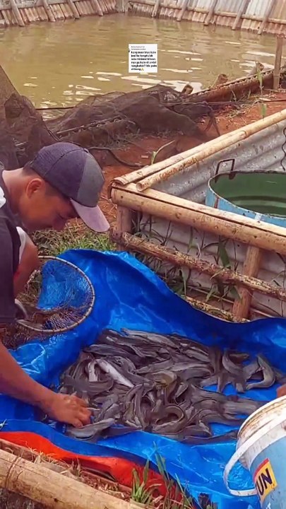 Jangan terlalu bergantung ke tengkulak untuk memasarkan ikan lele