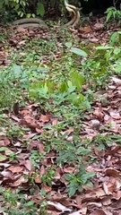 Sepasang Ular Cobra Menari nari