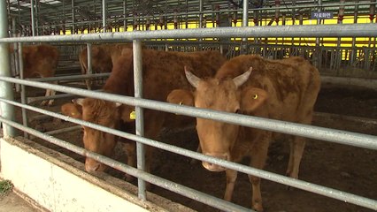 [경기] 여주시, 소 사육농가 '조사료 자급률' 80%로 추진 / YTN