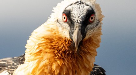 Köylüler dünyanın en nadir hayvanını buldu