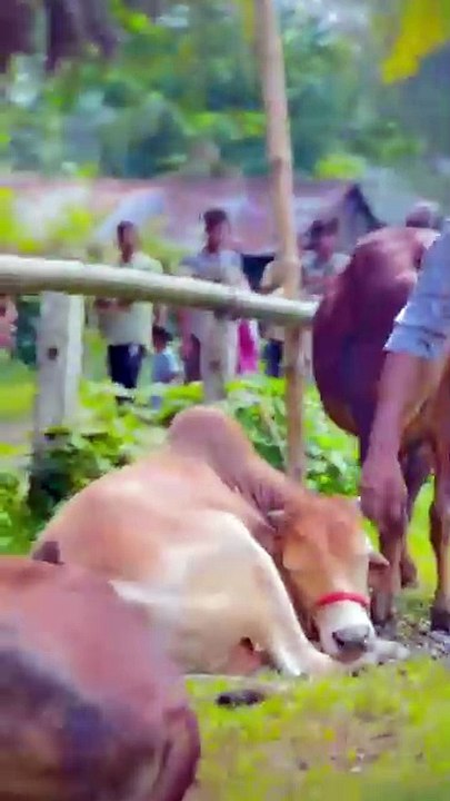 আঙ্কেল পিঙ্ক কালার গরু আছে নি🤣😂 আম্মারে লই গরু কিনতাম গেছি বাকি টা ইতিহাস😂😊