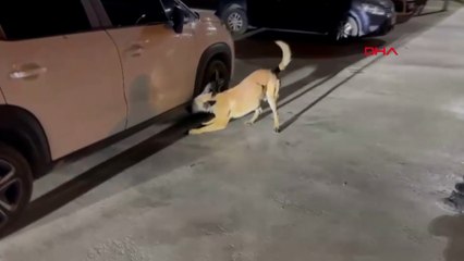 Durdurulan araçtaki 86 kilo uyuşturucuyu Hektor buldu