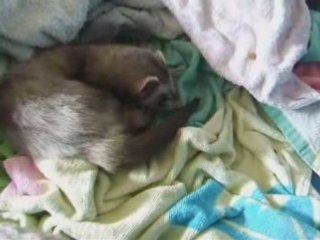 Bb loonie 6 jours