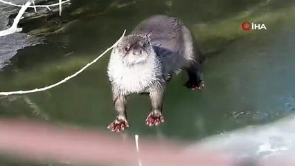 Su samuru balık avlarken kameralara yakalandı