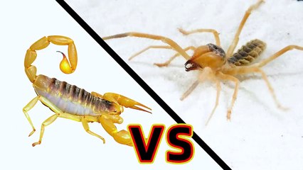 Camel spider VS poisonous scorpion 避日蛛 VS 毒蠍子，看看誰更強大？