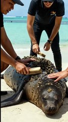 🦭✨ "Rescue Team Saves Majestic Giant Seal! 😲🐚 Watch the Incredible Transformation!"