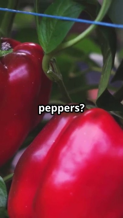 Grow Red Bell Peppers at Home from Seeds 🌶️ | Easy DIY Gardening #homegardening #gardeningtips