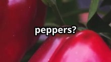 Grow Red Bell Peppers at Home from Seeds 🌶️ | Easy DIY Gardening #homegardening #gardeningtips