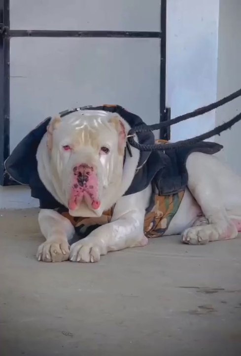 #pitbull#attidue