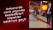 Ankara'da canlı yayında besledikleri köpekler saldırıya geçti