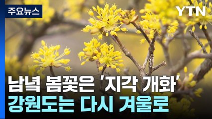 남녘 봄꽃은 '지각 개화'...강원도는 다시 겨울로 / YTN
