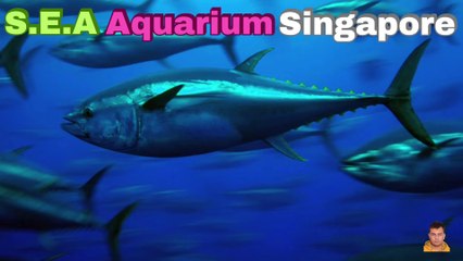 Sea Aquarium Singapore Tour | Resorts World Sentosa | Singapore | Singapore Oceanarium | Saltwater Aquarium | Aquarium | 41