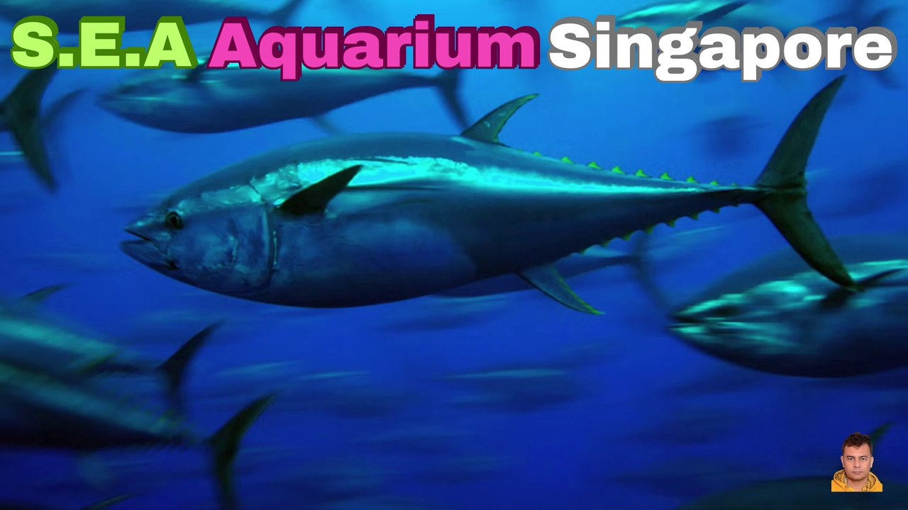 Sea Aquarium Singapore Tour | Resorts World Sentosa | Singapore | Singapore Oceanarium | Saltwater Aquarium | Aquarium | 41