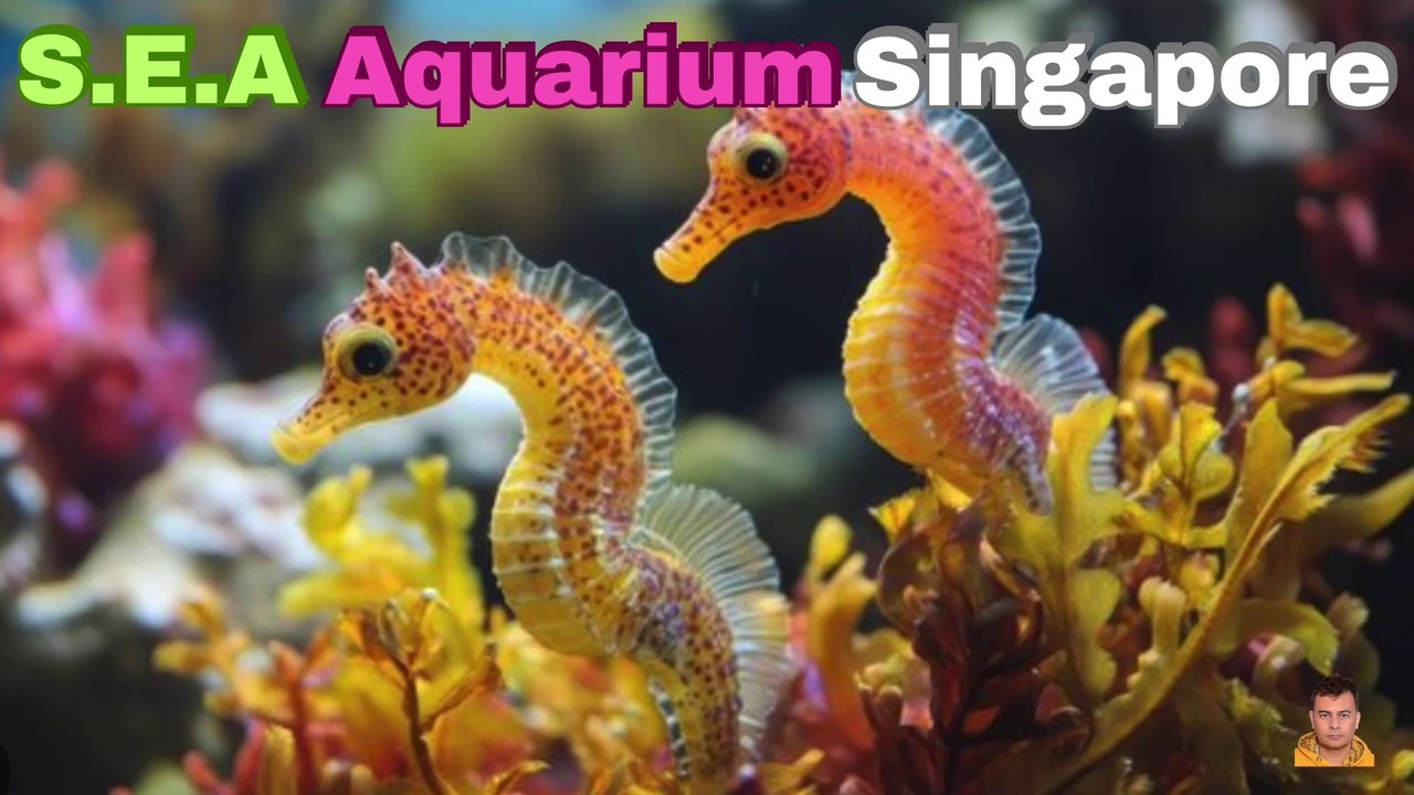 Sea Aquarium Singapore Tour | Resorts World Sentosa | Singapore | Singapore Oceanarium | Saltwater Aquarium | Aquarium | 42