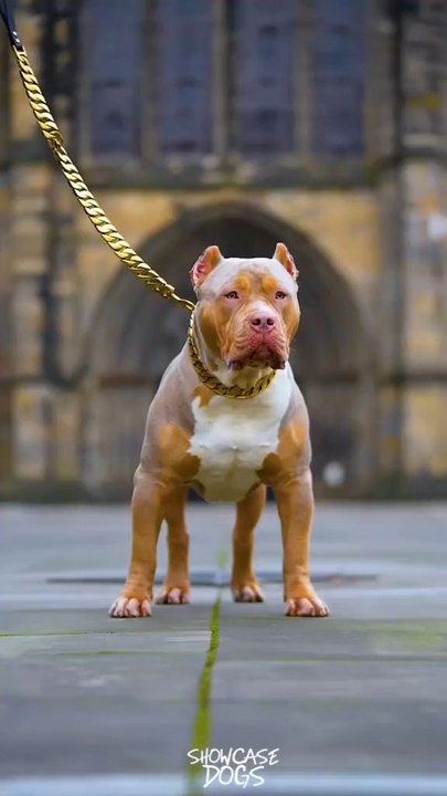 #pitbull