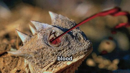 The Shocking Defense Tactic Of The  Horned Lizard !
