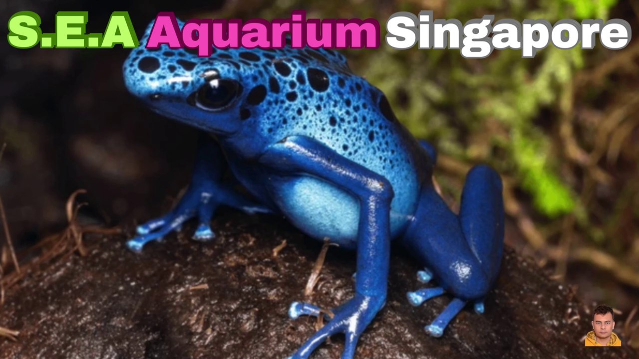 Sea Aquarium Singapore Tour | Resorts World Sentosa | Singapore | Singapore Oceanarium | Saltwater Aquarium | Aquarium | 43