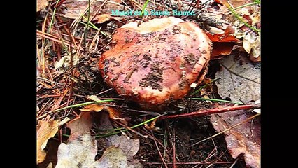 Tricholoma colossus. Champimaginatis. English Text4